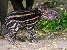 Mlád tapíra, které se narodilo v trojské zoologické zahrad.
