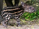 Mlád tapíra jihoamerického je (na rozdíl od tapíra abrakového) pruhované. Na...