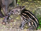 V úterý narozené mlád tapíra jihoamerického je teprve tetí v historii praské...