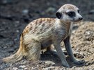 Odrostlé surikatí mlád z loského listopadu je pravdpodobn sameek. 