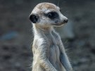 V hlídkách se surikaty stídají, a pokud mají sebemení podezení na jakékoliv...