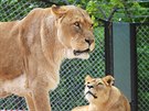 Po chv�li seznamov�n� u� lv� sme�ka ve dvorsk� zoo poleh�vala vedle sebe...