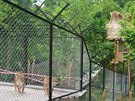 Po chv�li seznamov�n� u� lv� sme�ka ve dvorsk� zoo poleh�vala vedle sebe...