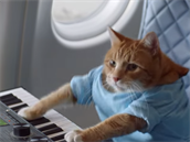 Začínáme s Keyboard Cat, narážkou na více než deset let starý videoklip...