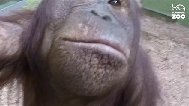 Orangutan samice Cherie z blackpoolsk zoo si hraje s kamerou GoPro. 