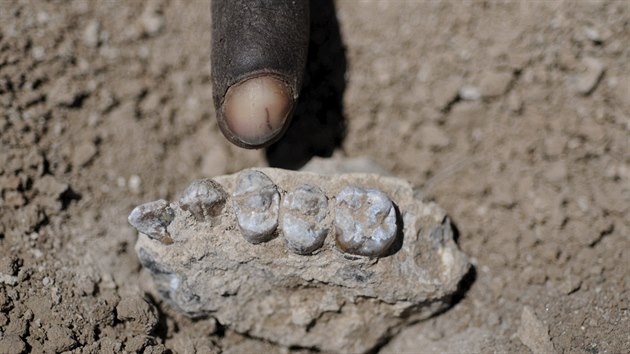 Část horní čelisti nově objeveného druhu pralidí Australopithecus deyiremeda.