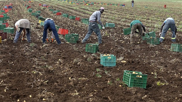 Někteří dělníci dostávají za dřinu na polích minimální mzdu, jiní si přijdou na desítky tisíc. Na snímku uprchlíci pracující na poli nedaleko města Syrakusy.