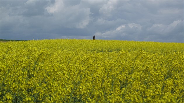 Menhir Zkamenl past n na nvr nad obc, od kter jej oddluje lut moe epky olejky (7. kvtna 2015).