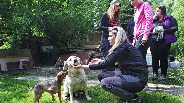 Členky Moravskoslezského spolku na ochranu zvířat obcházely na Ostravsku a Karvinsku bezdomovecké kolonie, aby naočkovaly a odčervily psy. (29. května 2015)