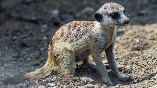 Odrostl surikat mld z loskho listopadu je pravdpodobn sameek. 
