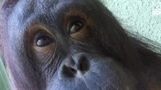 Orangutaní samice Cherie z blackpoolské zoo si hraje s kamerou GoPro.