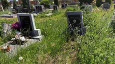 Vzrostlá tráva na chebském hbitov.