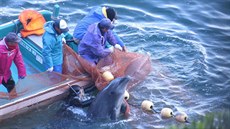 Japonské zoo ekly ne delfínm z krvavé zátoky Taidi, pomohl tlak zahranií.