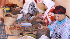 Výroba arganového oleje v jiním Maroku iví statisíce lidí.