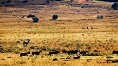 Big Five Maraton v jihoafrické pírodní rezervaci Enanabi