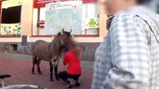 Brn�n�tí strá�níci chytali mulu. Podívejte se