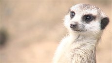 Olomoucká zoo postaví nový pavilon, ve kterém budou mimo jiné surikaty.