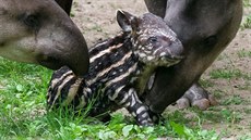 Mlád je pohromad s obma rodii. Samce Taxe chovatelé neoodlili, protoe se...