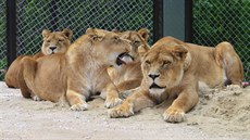 Po chvíli seznamování u lví smeka ve dvorské zoo polehávala vedle sebe...