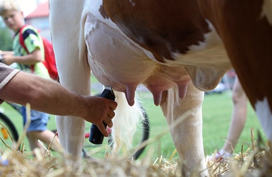 Holštýnský skot je plemenem, které dává nejvíce mléka. Zemědělec Karel Horák chová 280 dojnic.