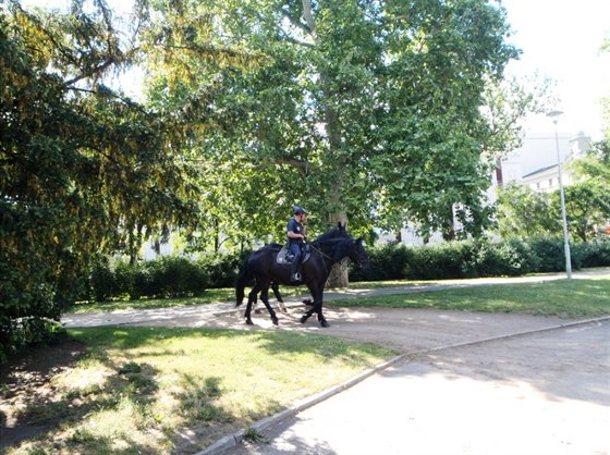 Hlídka městské policie na koních ve Vrchlického sadech. Právě tam podle policisté podle jejich mluvčího Jana Daňka hlídkují nejčastěji. Snímek z června 2015.