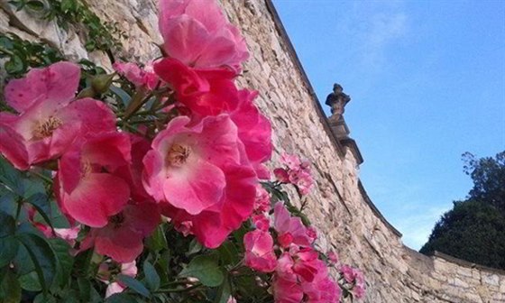 Zámek Stekník zve na prohlídku zahrad s kvetoucími remi.