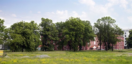 ást stromoadí v olomoucké ulici Kavalérist pekala díky místním a ekologickým aktivistm kácení v rámci budování protipovodových opatení. Snaha o ochranu ale narazila a ást strom nakonec zejm padne kvli kampusu.