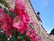Zámek Stekník zve na prohlídku zahrad s kvetoucími růžemi.