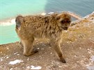 Gibraltar má údajn jedinou kolonii voln ijících opic v Evrop