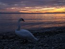 Labutí louení se sluncem u jezera Mondsee