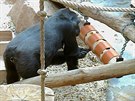 Nový hlavolam láká gorilí mláata i samice