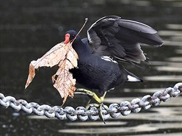 PTAÍ BUDOVATELÉ. Slípka zelenonohá si staví hnízdo na klu u jezera Serpentine...