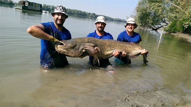 Sumec dlouh 230 cm