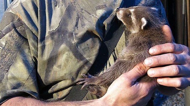 Spolupracovnk zchrann stanice Milo Paisker s mldtem mvala.