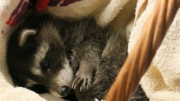 Nalezen� ml�d� m�vala.