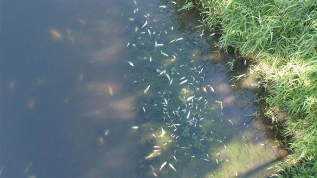 V Hulíně a Pravčich plavaly stovky uhynulých ryb.