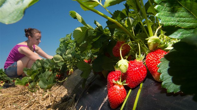 Na desetihektarové plantáři u Holešova dozraje v dobrých sezonách až sto tun jahod.