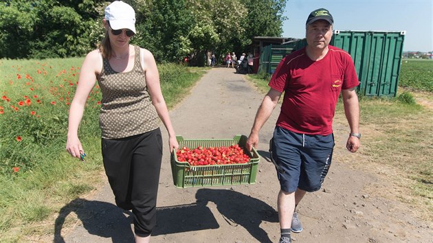 erstv jahody si mohou lid sami nasbrat na farm Vaklima v Holeov.