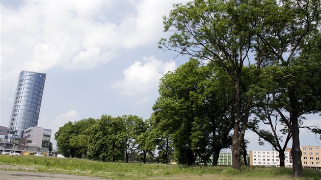st stromoad v olomouck ulici Kavalrist nakonec dky mstnm a ekologickm aktivistm kcen neek.