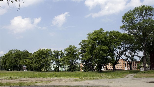 st stromoad v olomouck ulici Kavalrist nakonec dky mstnm a ekologickm aktivistm kcen neek.