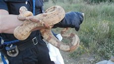 M�stská policie odchytila p�ímo v Plzni hrozný�e královského. (8. 6. 2015)
