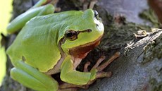 Rosnička zelená (Hyla arborea) je naším nejkrásnějším druhem žáby; k rozmožení...