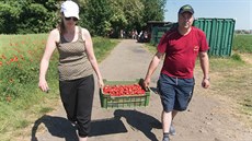 Čerstvé jahody si mohou lidé sami nasbírat na farmě Vaklima v Holešově.