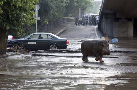 Ze zoo v Tbilisi pi povodnch prchl i tento hroch (14. ervna 2015)