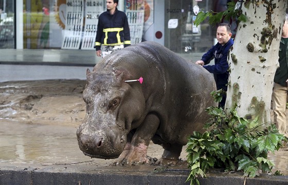 Ze zoo v Tbilisi pi povodních prchl i tento hroch (14. ervna 2015)