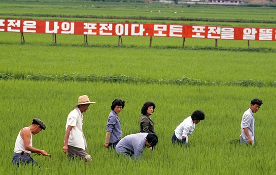 Severní Korea se potýká s velkým suchem, má to vliv i na produkci rýe.