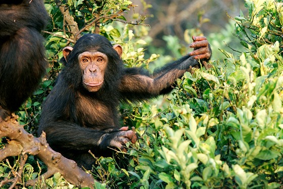 Šimpanzům nedělá pohyb v korunách stromů žádný problém, takže se dostanou i ke...