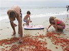 Jindy zlatavé pláe Kalifornie jsou nyní kvli tisícm krab ervené. (16....