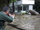 Ze zoo v Tbilisi pi povodních prchl i tento hroch (14. ervna 2015)
