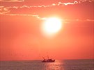 Veerní rací doprovod rybáské lodi u Poree na Istrii